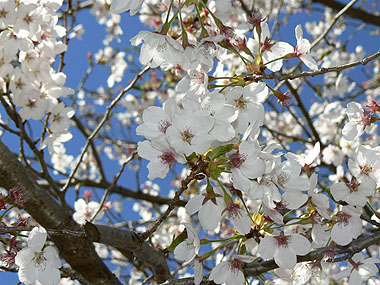 sakura0414.jpg